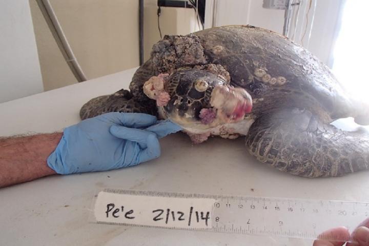 Fibropapillomatosis Tumors in Green Sea Turtle (Before)