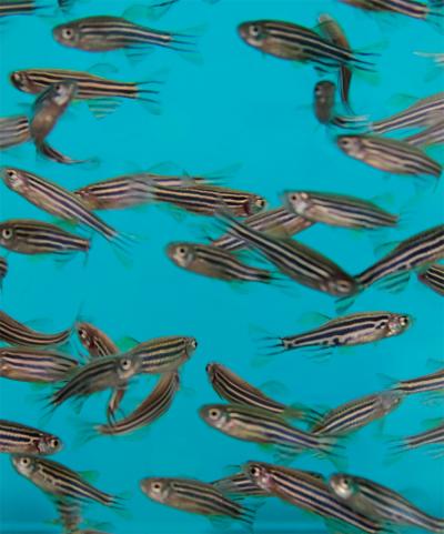 Carnegie Mellon-Developed TAML Activators Non-Toxic to Zebrafish Embryos
