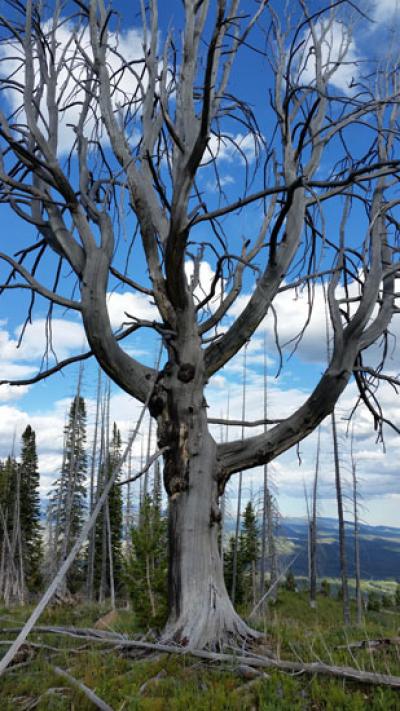 Dead Whitebark Pine