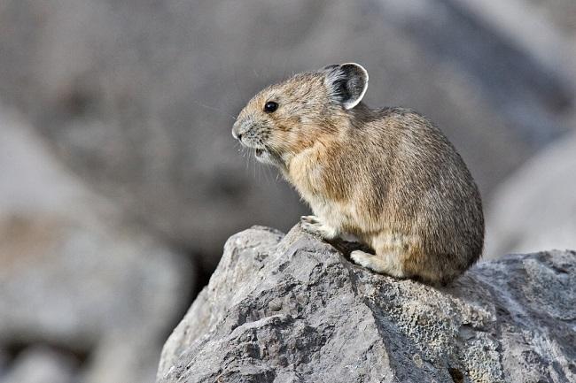 Climate change threatening lemmings 