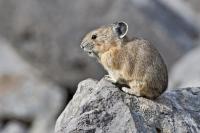 Good News: Pikas Now Predicted to Persist