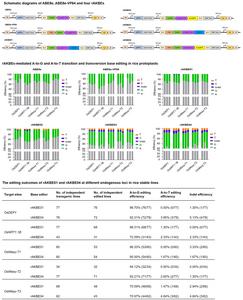 Fusion of a rice endogenous N-methylpurine DNA glycosylase to a plant adenine base transition editor ABE8e enables A-to-K base editing in rice plants