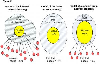 Topology of Human Cortex