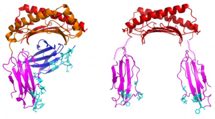 HLA-G1 and HLA-G2 Proteins