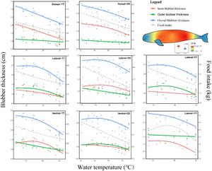 The thickness of the blubber changes with the water temperature