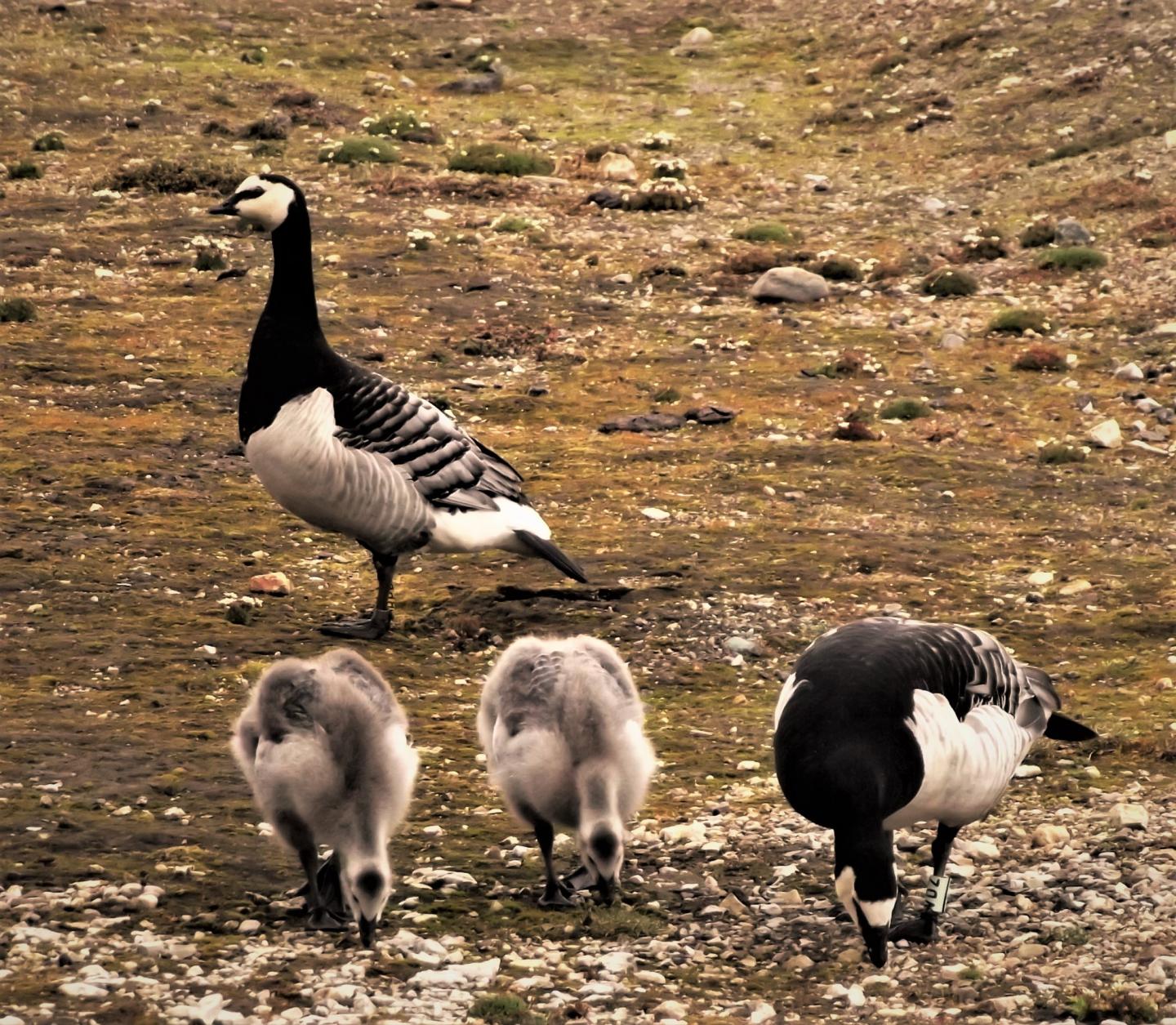 Svalbard Barnacle Geese Populations Expanding