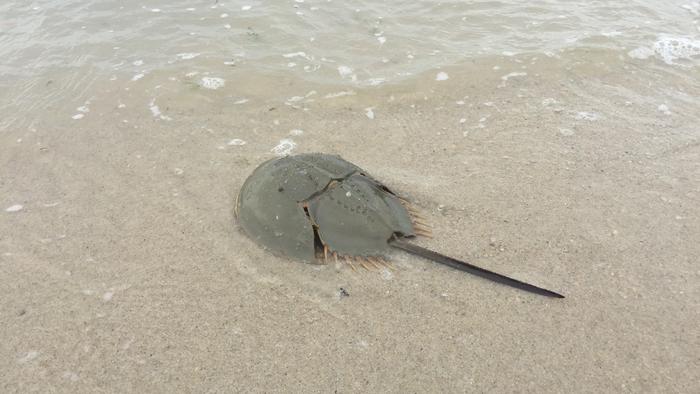 Asian horseshoe crab_2