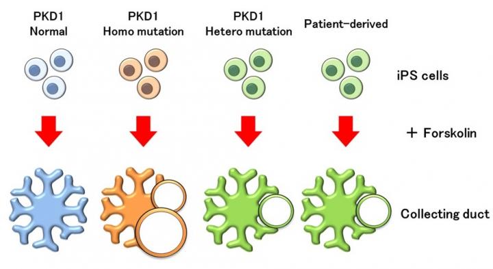 PKD1遺伝子に変異を持つiPS細胞から誘導された集合管だけ