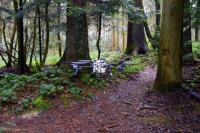 Drones Learn to Search Forest Trails
