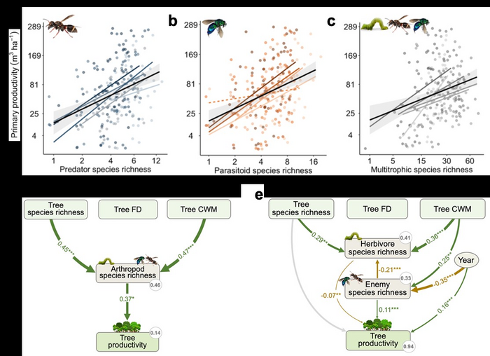 Relationships between species richness of predators (a), parasitoids (b), multitrophic groups (c) and productivity; direct and indirect effects of tree species richness, functional traits, and overall arthropod (d) or herbivore and enemy (e) species richness on productivity