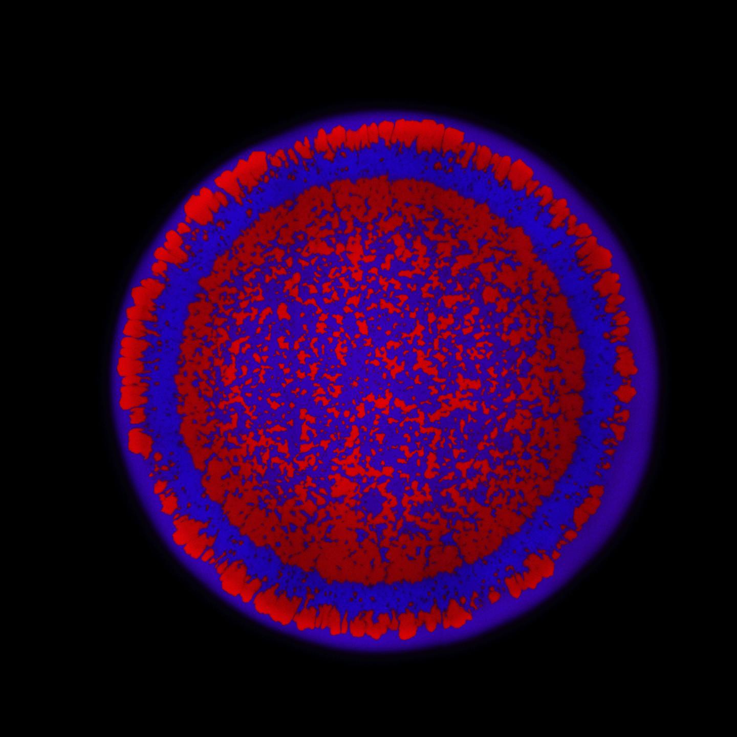 Two Strains of Warring Cholera Bacteria