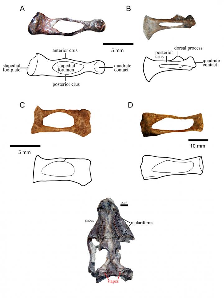 Morphological Variation in the Stapes of Triassic Gomphodont Cynodonts