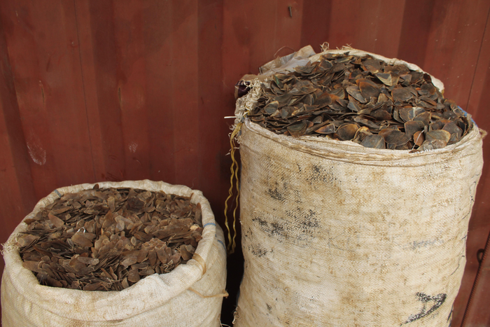 Black-bellied pangolin scales confiscated by NCS