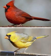 A Red and Yellow Cardinal