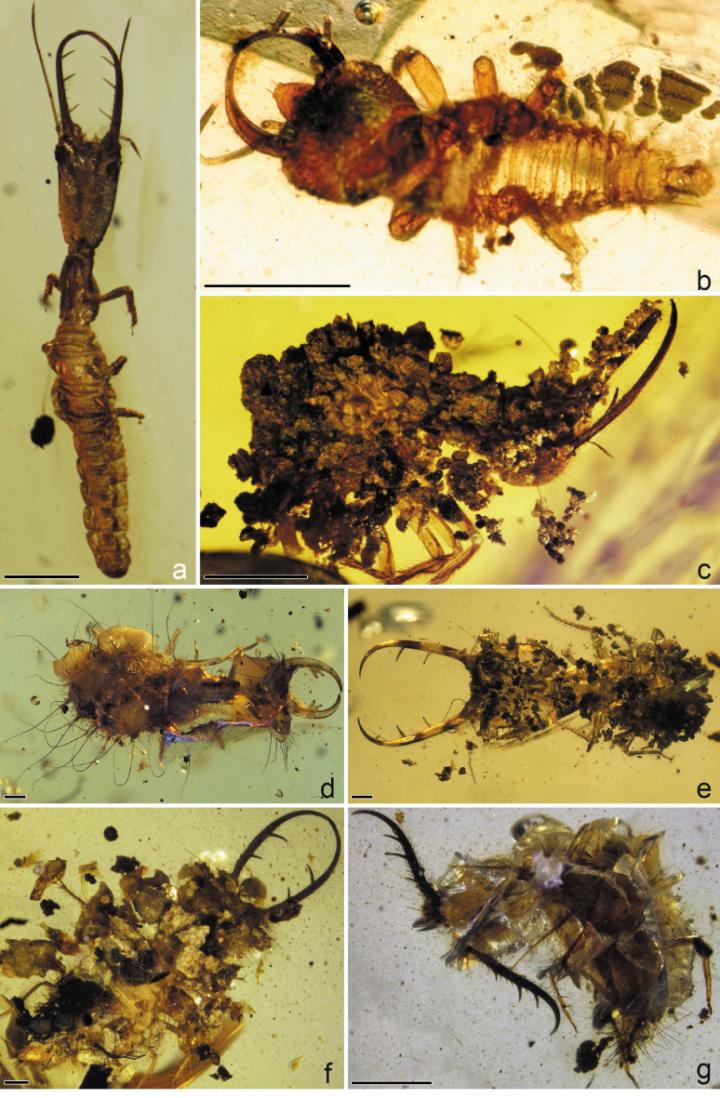 Diversity of Lacewing Larvae in mid-Cretaceous Burmese Amber