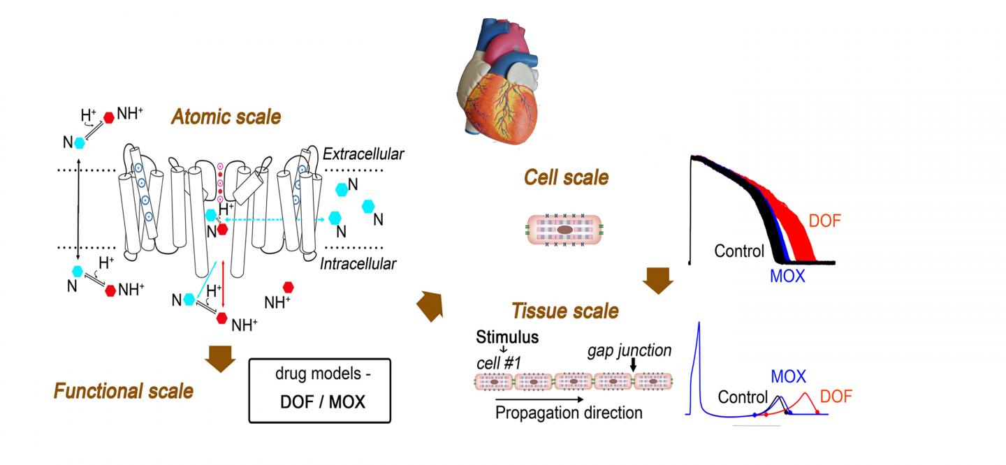 Computational Pipeline for Cardiotoxicity