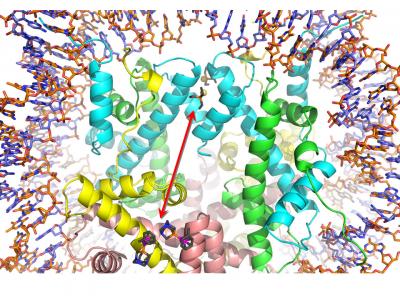 Allosteric Binding of Auranofin and RAPTA-T on a Nucleosome