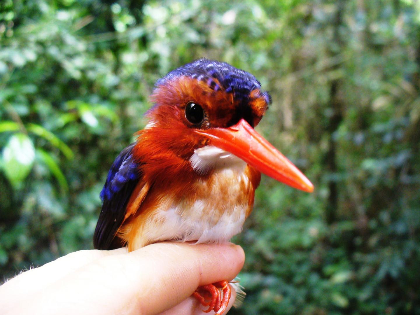 White-Bellied Kingfisher