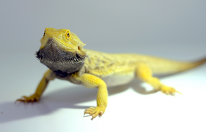 Pogona vitticeps