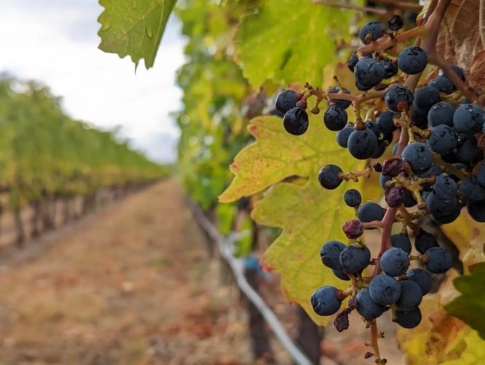 Cold snaps in Canada's Okanagan wine region have resulted in significant loss of grapes