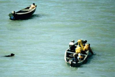 Monk Seal and Hump-Backed Dolphin