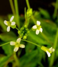 <i>Arabidopsis thaliana</i> (2 of 3)