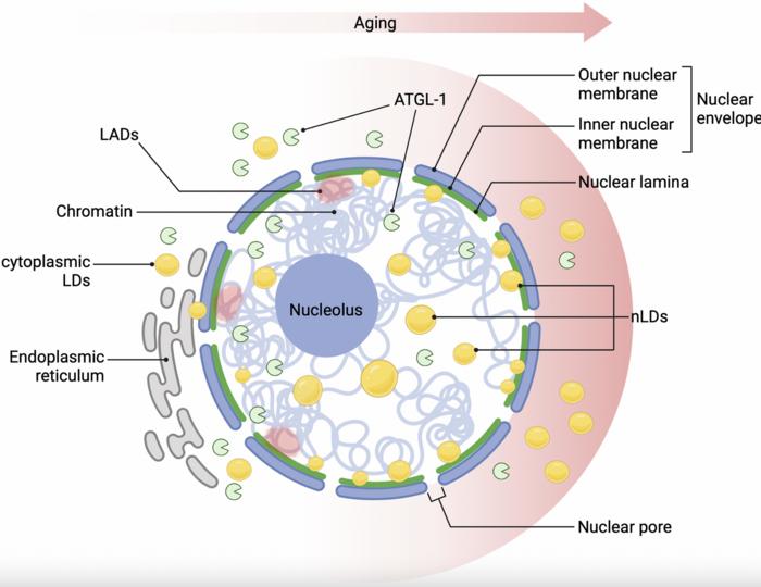 Nuclear lipid droplets: a novel regulator of nuclear homeostasis and ageing