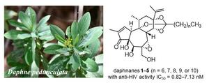 Daphne pedunculata and daphnane diterpenoids