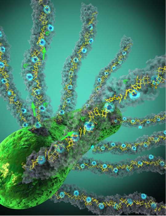 Geobacter in green, nanowires in gray and embedded hemes are shown in yellow with electrons in blue