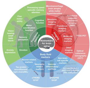 Framework of biomarkers for brain aging