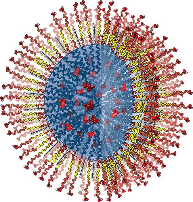 Drug releasing biodegradable polymer nanoparticle