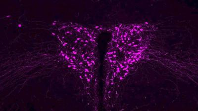 Oxytocin Neurons In A Mouse Brain