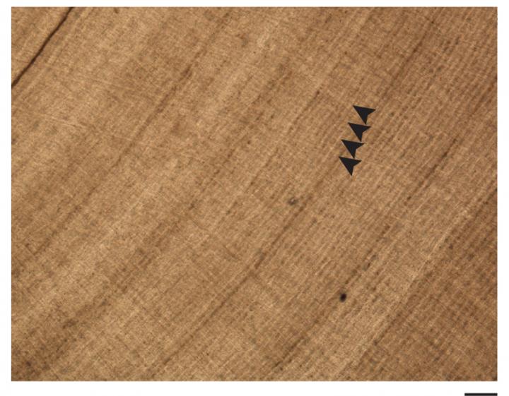 Thin-section from South African Lystrosaurus tusk