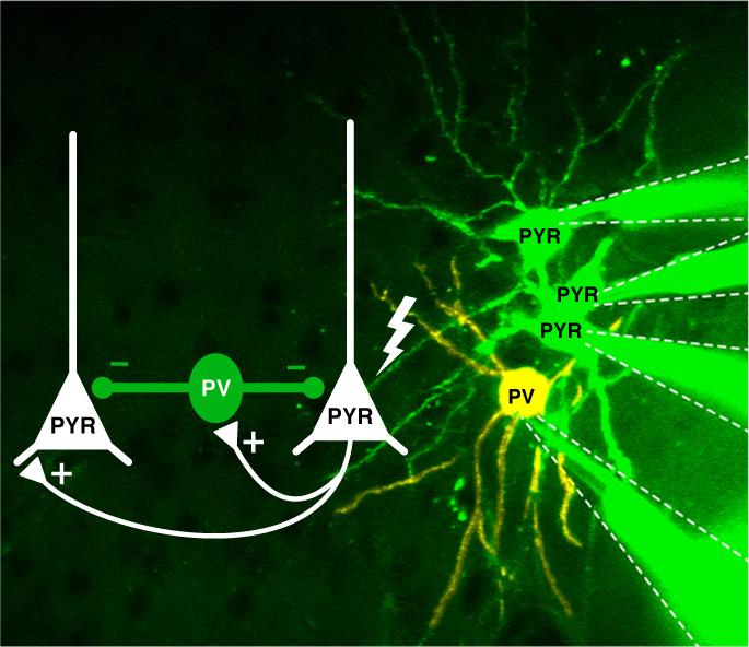 Pyramidal Cells [IMAGE] EurekAlert! Science News Releases