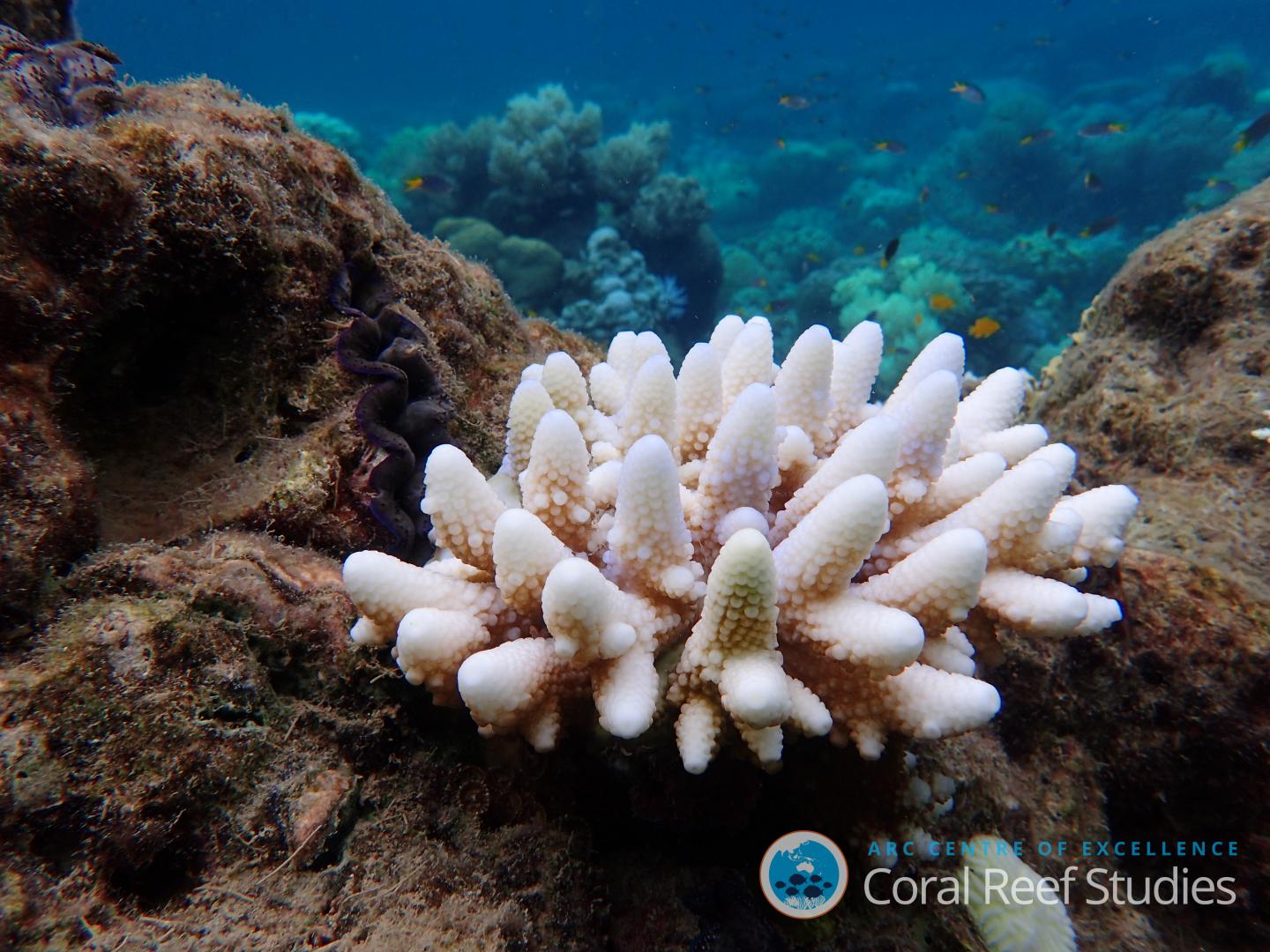 Only the Strongest Will Survive