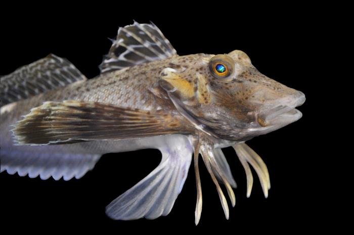 Sea robin