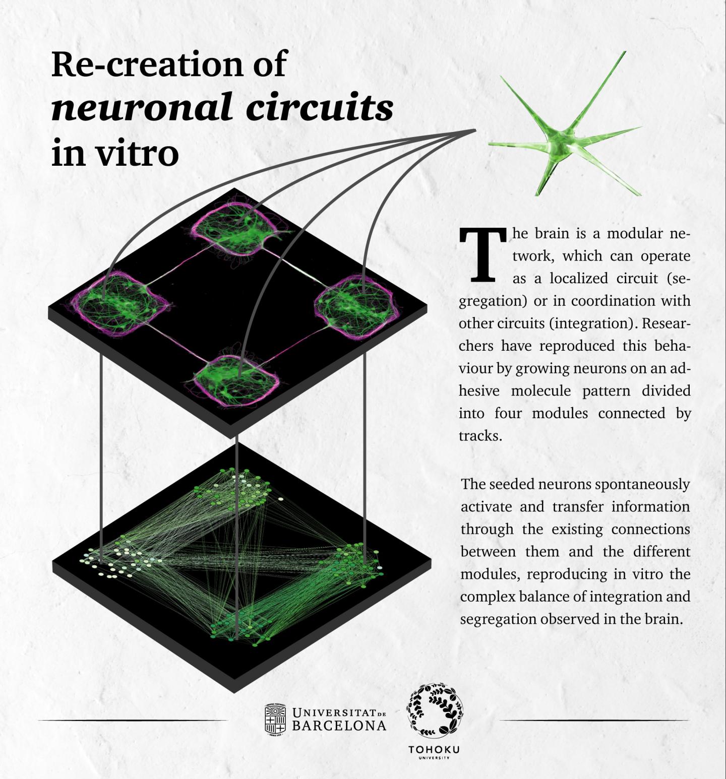 Re-Creation of Neuronal Circuits in Vitro