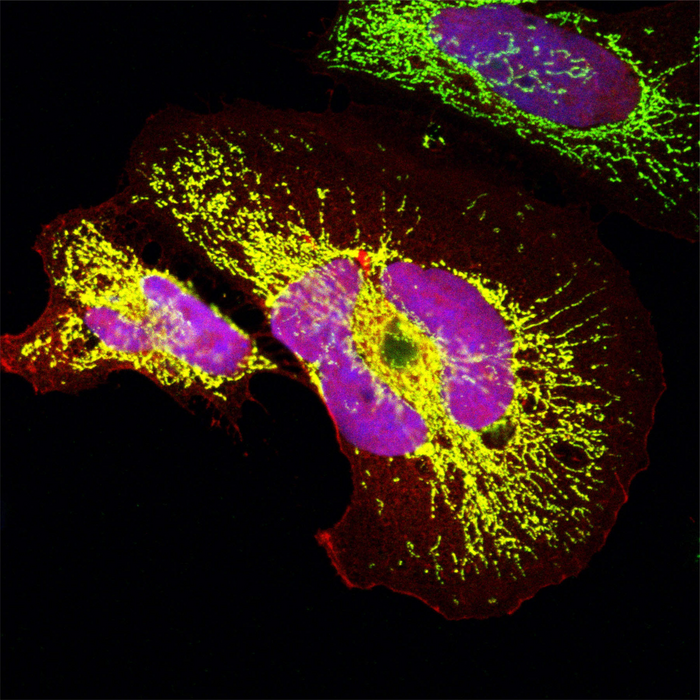 An evolutionarily young protein that arose de novo in Old World monkeys: