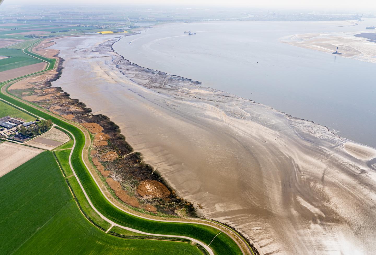 Salt Marshes in the Westerschelde