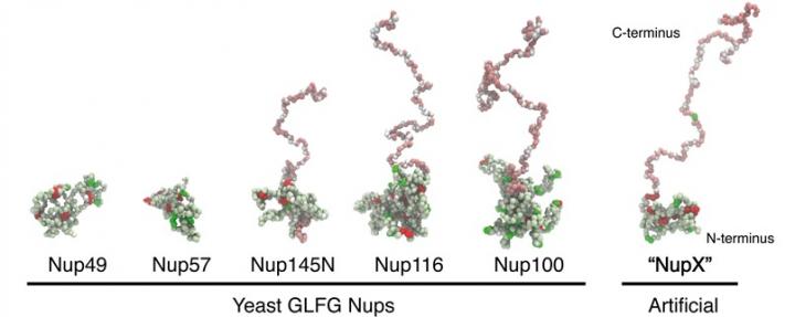 Natural nucleoporins and the artificial NupX