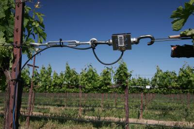 Tension on the Grapevine