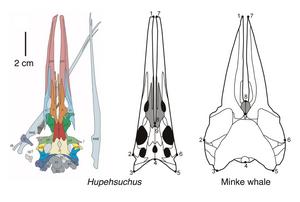 Skulls of Hupehsuchus (left and centre) and the minke whale (right) showing similar long snout with narrow, loose bones, indicating attachment of expandable throat pouch