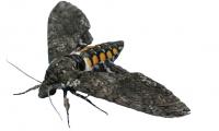 <i>Manduca</i> Moth