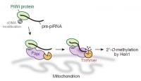 A Model for Maturation of piRNAs by 3'-end Trimming of Precursor RNAs