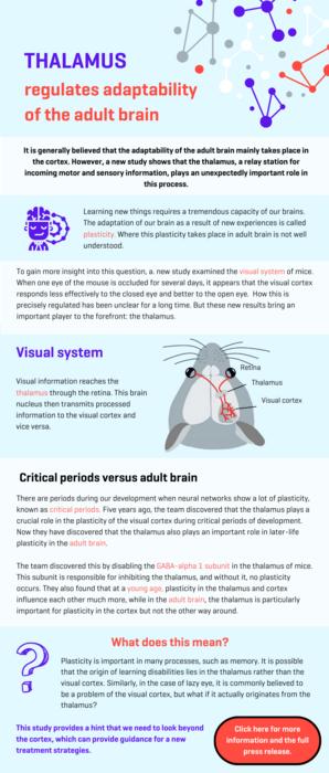 Infographic - Thalamus regulates adaptability of the adult brain