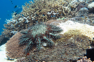 A crown-of-thorns starfish feeding on a plate coral on the Great Barrier Reef