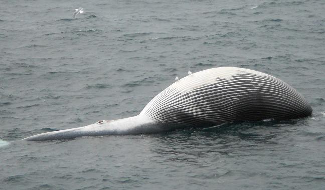 Fin Whale Carcass Spotted 