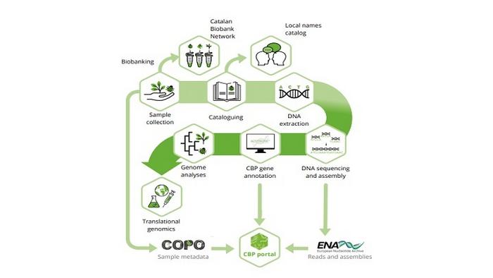 Earth BioGenome Project to sequence the genome of nearly 40,000 plant, animal and fungi species in Catalan-speaking territories