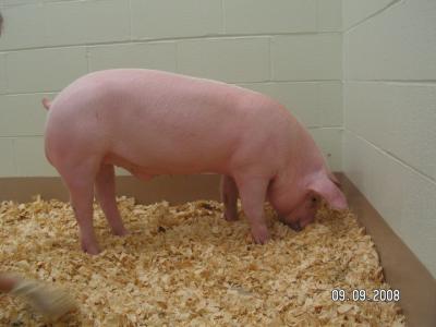 Pig Born with Cystic Fibrosis (2 of 3)
