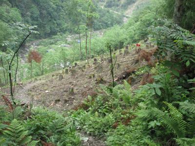 Deforestation in Wolong Nature Reserve, China
